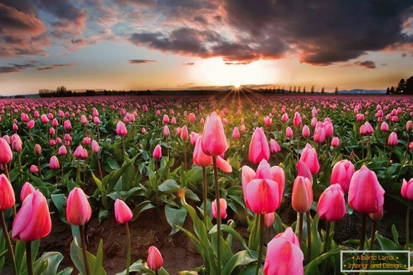 Пролећна поља цветова у Холандији