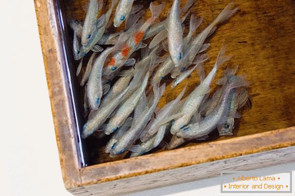 Необичне слике рибе од уметника Риусуке Факеори