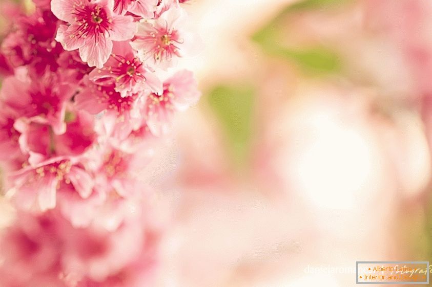 Шарена слика розе цвијећа
