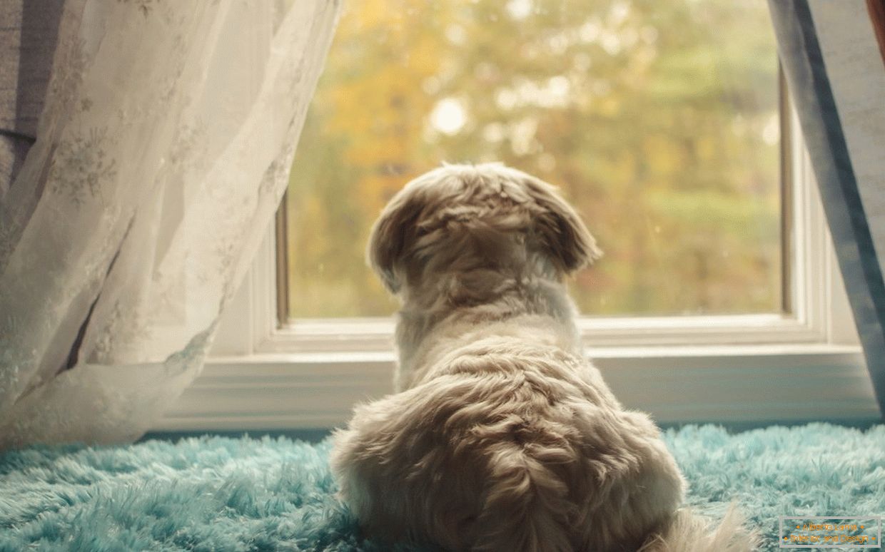 Лоунгер за пса на прозору