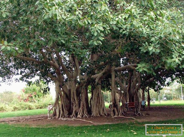 Бенгалски фикус је дрво из породице Тутов, расте у топлим земљама Индије, Тајланда, Шри Ланке, Бангладеша. Под повољним условима, или умјетним, бенгалски фикус достигне огромне димензије услед крупних ваздушних коријена из хоризонталних стабала дрвета. Корени се спуштају и ако се не загризе, давање дрвета се шири. Обим круне таквог дрвета може да достигне 600 метара.