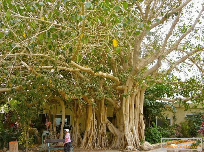 На Тајланду, фикус се сматра светим дрветом и као симбол је приказан на крајевима земље.