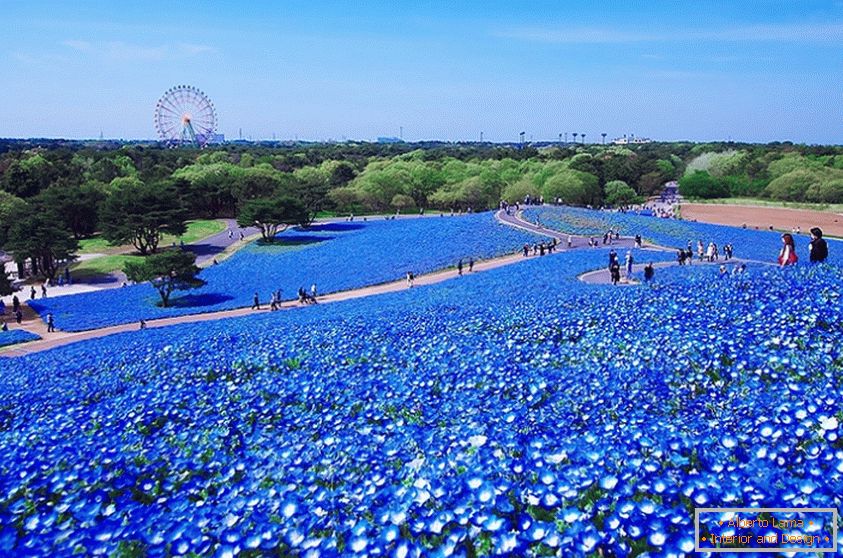 Фасцинантно цветно поље у јапанском парку