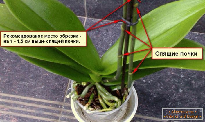 Препоруке за обрезивање орхидеје.