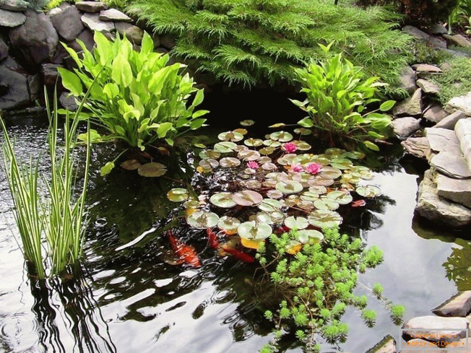 Водене биљке у језеру