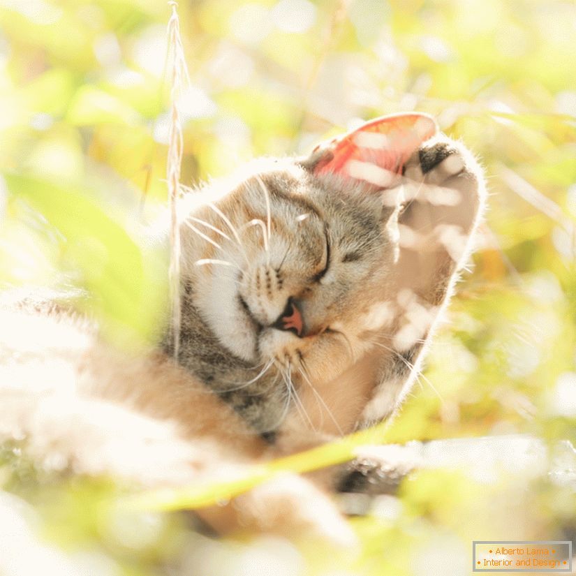 Фотографија слатких мачака