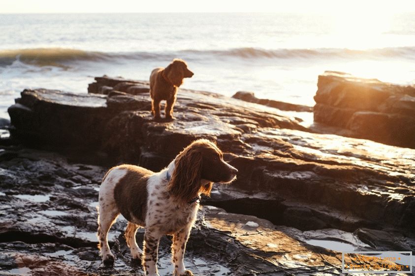 Пси на обали