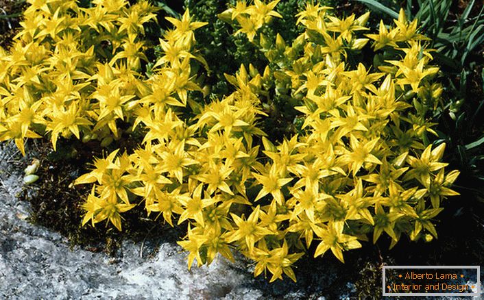 Светло жуте цвијеће једне од врста фамилије украсних грмља су акрвија.