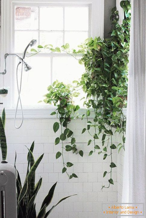 Биљке у дизајну купатила