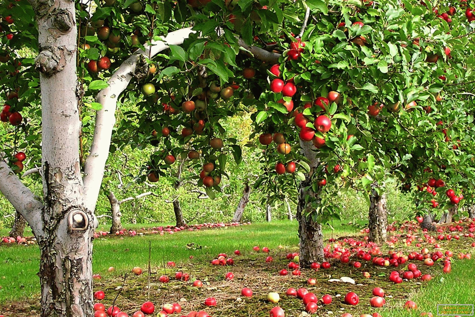 Башта јабуке у земљи