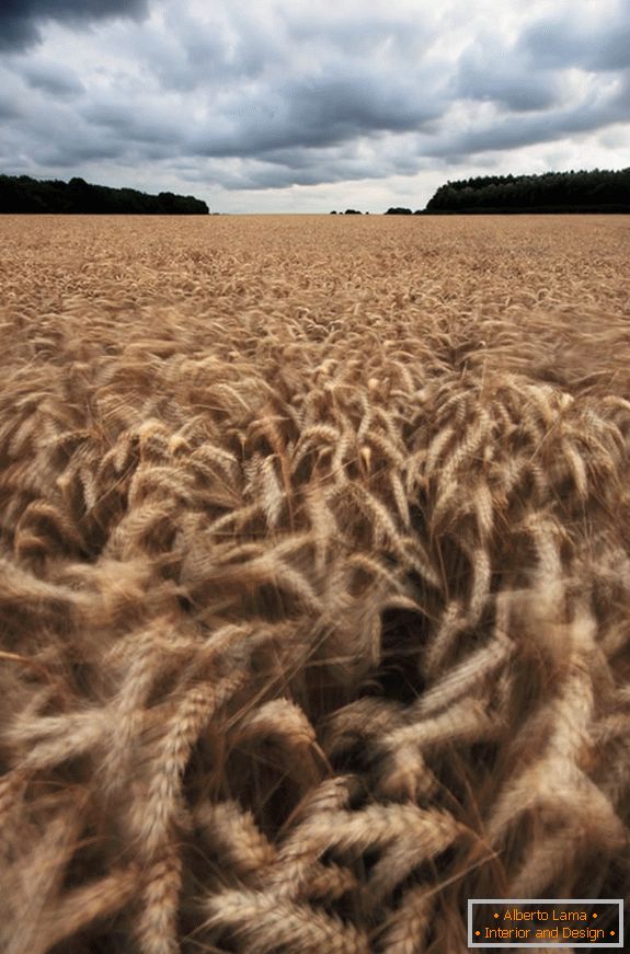 Облачно време преко поља пшенице