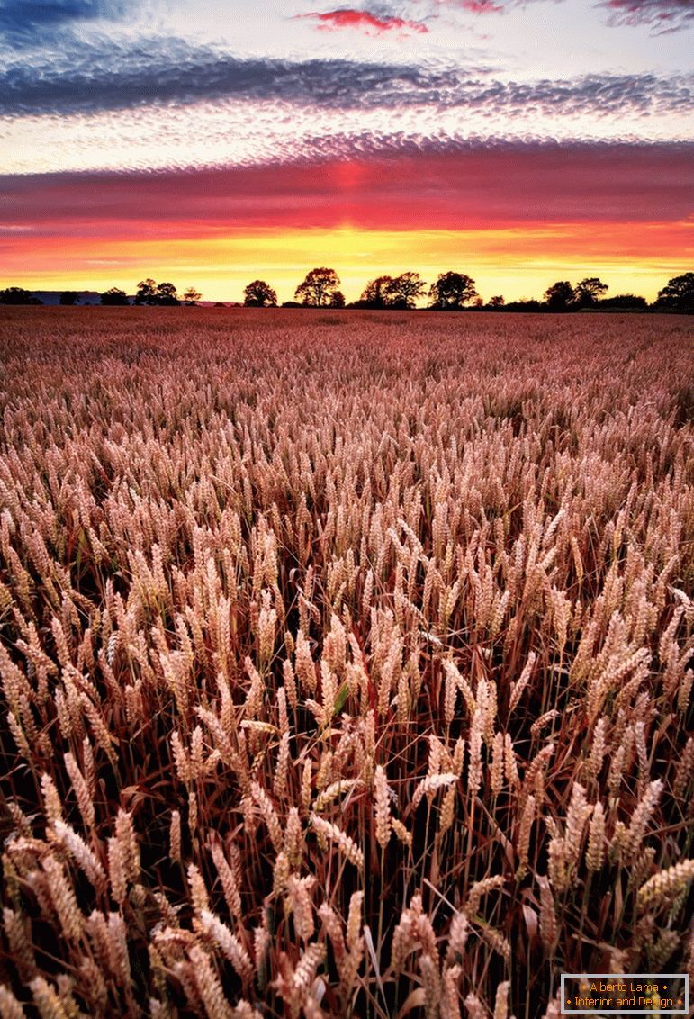 Закат на пшеничном поле, фотограф Јое Даниел Прице