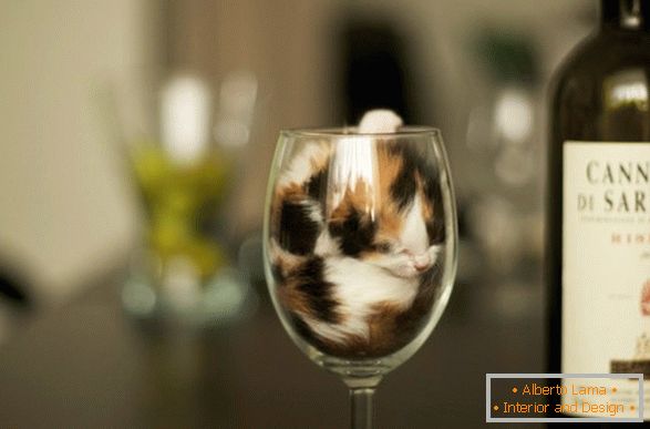 Мачица у чаши вина