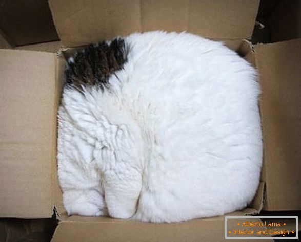 Мачка у картонској кутији