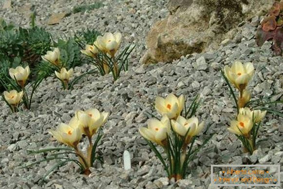 Камење и биљке за алпски брд - фотографија