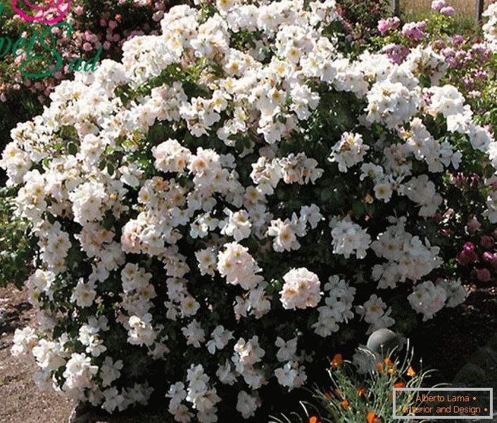 Мирисна грмља беле руже је нека врста Салли Холмеса.