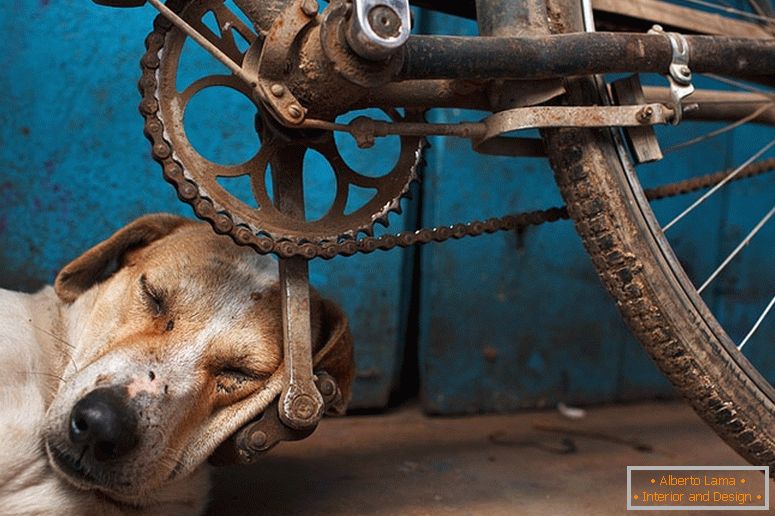 Пси су заспали на педалу за бицикл