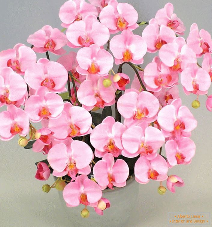 Ружичаста орхидеја