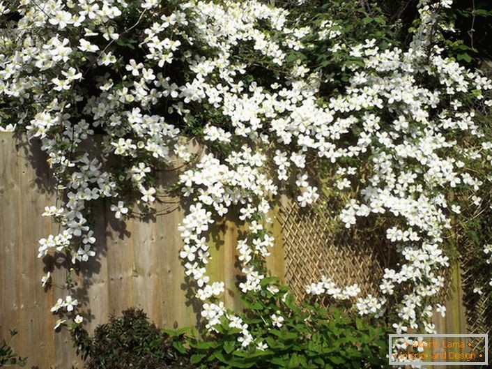 Цветови Цлематис су бели на огради врта.