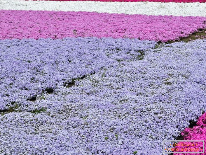Популарна варијанта регистрације личног плаца су теписи из пхлок-а. У исто време за састав композиције могу се користити социјално цвеће различитих боја.