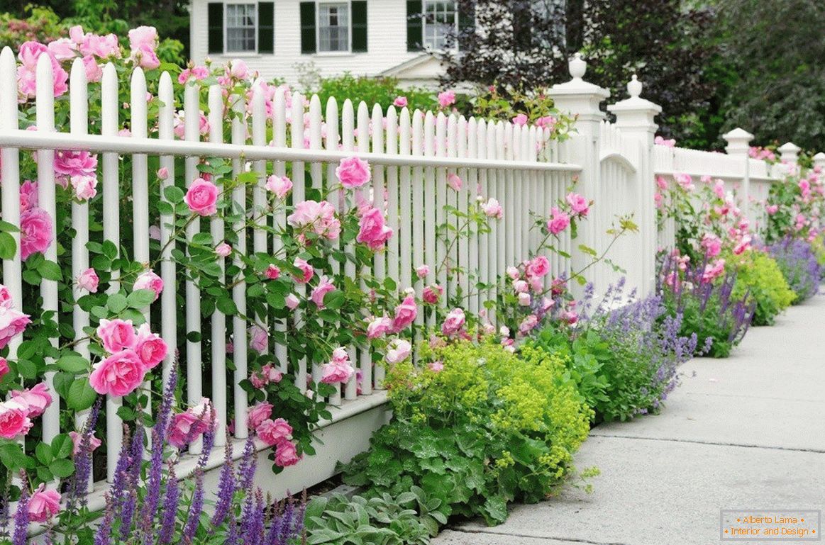 Бела ограда са ружама