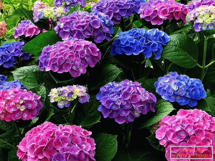 Разнобојна цвјетњака хидрангеа. Плаве, ружичасте, пурпурне цвијеће хармонично се преплићу једни с другима.