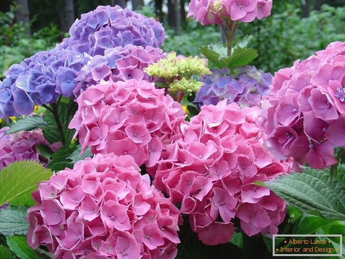 Бледа ружичаста и бледа пурпурна цвијећа су фаворити међу модерним вртларима.