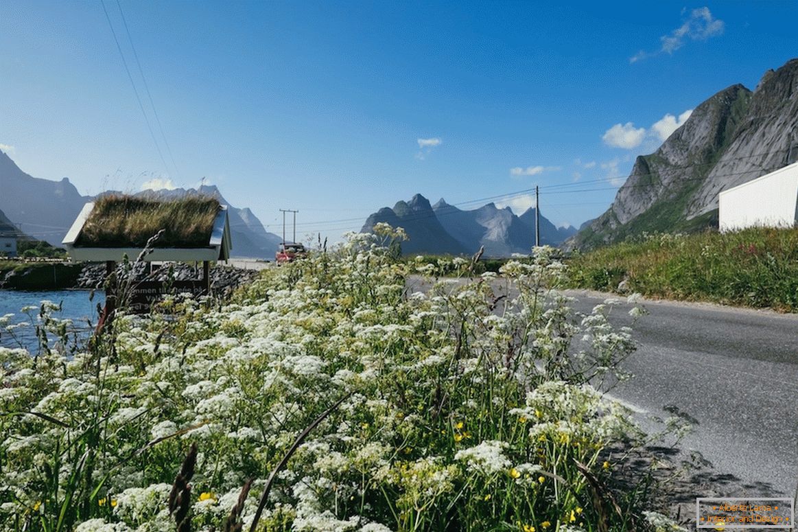 Прекрасна поља цветова у Норвешкој