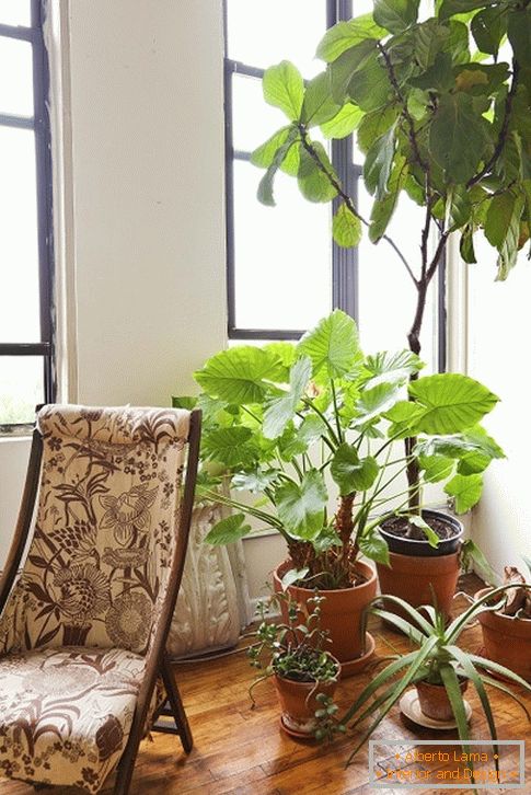 Унутра растения за креслом