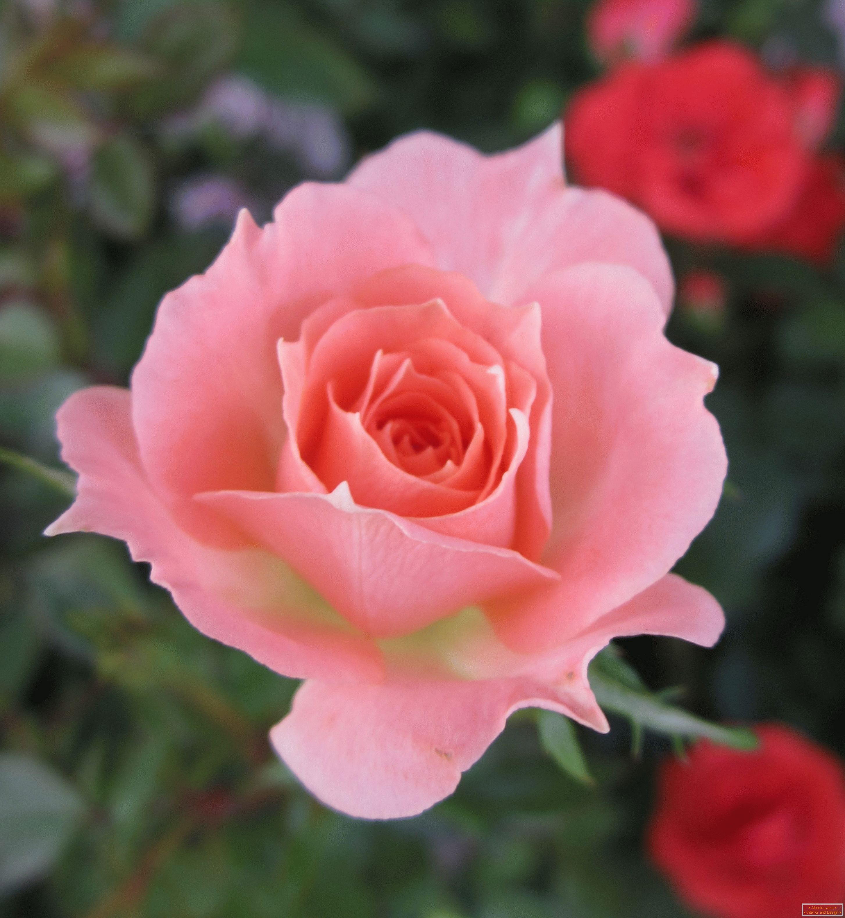 Ружа розе боје у окружењу црвених цвијећа
