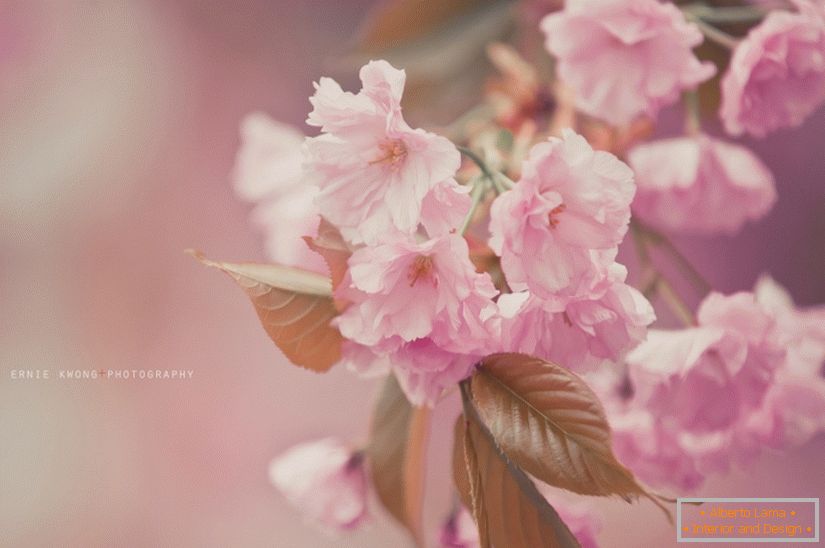 Фотографии цветов Ерние Квонг