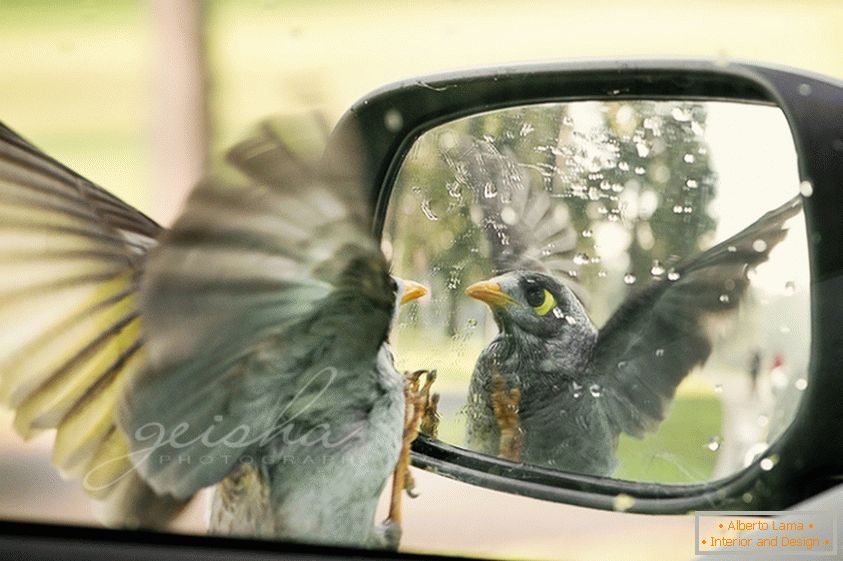 Птица изгледа у бочном огледалу аутомобила