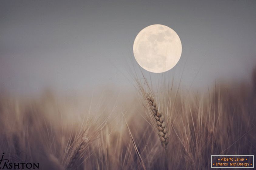 Месец у позадини пшенице