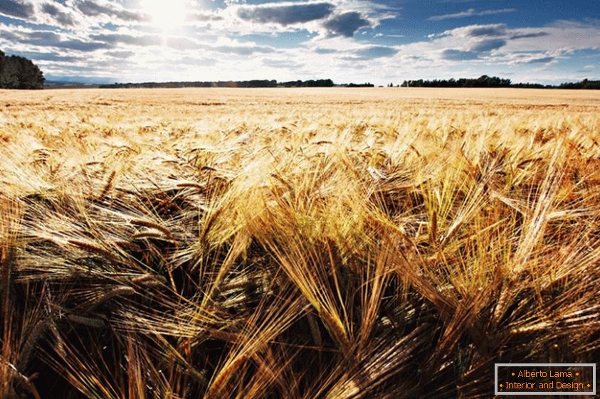 Пшеничное поле, фотограф Јонатхан Цое