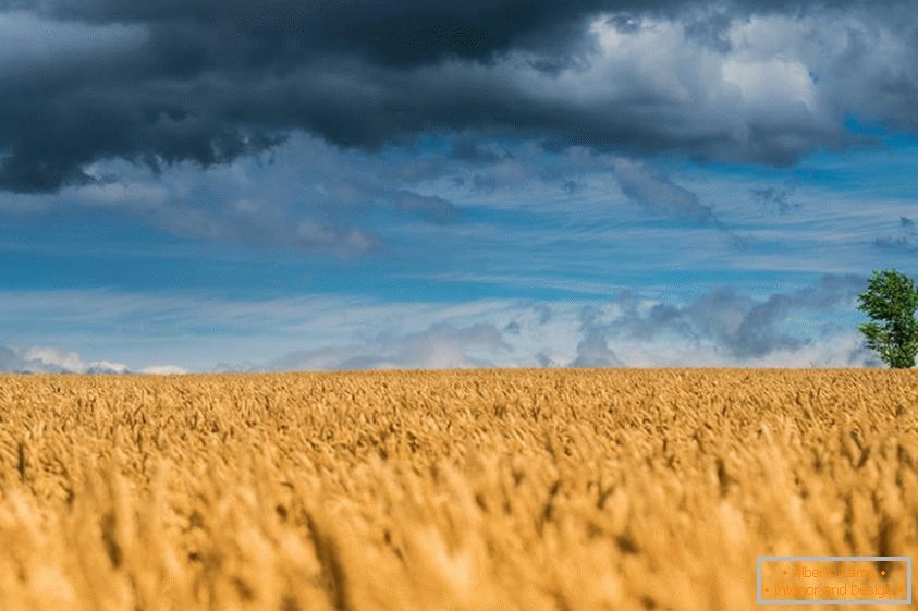 Одличне фотографије пшеничних поља