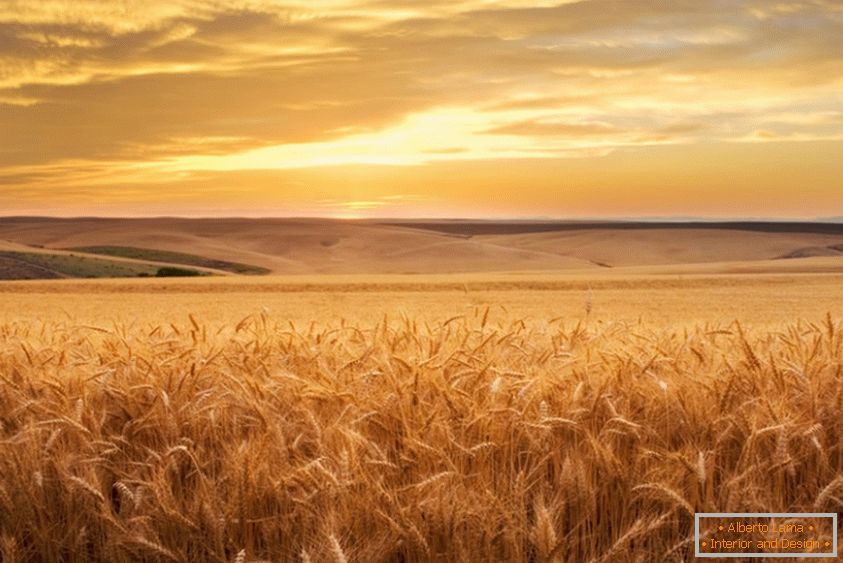 Златно пшенично поље от фотографа Брент Елсберри